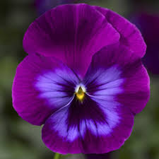 It appears very early in spring too. Wonderfall Purple And Blue Shades Syngenta Flowers
