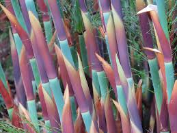 Image result for Elephantorrhiza elephantina