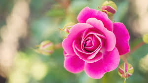 أجمل صور ورد أحمر Most Beautiful Images Of Red Roses احلى صورة