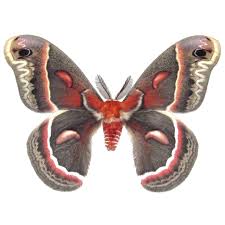 Image result for Cecropia
