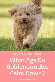 Smaller breeds often mature more quickly and may be pretty sensible. What Age Do Goldendoodles Calm Down Oodle Dogs Goldendoodle Calm Down Goldendoodle Puppy