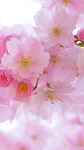Enjoy and share your favorite beautiful hd wallpapers and background images. Cherry Blossom Wallpaper Iphone Android Desktop Backgrounds
