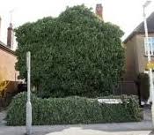 There are two ways to kill ground ivy organically. Kill Ivy On Brickwork Walls Fencing And Gardens Flowerpotman Landscape Gardener