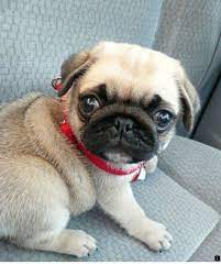 Read About Pug Puppies For Sale Near Me Check The Webpage For More Informatio Check Informatio Pug Puppi Pug Puppies Pug Puppies For Sale Baby Pugs