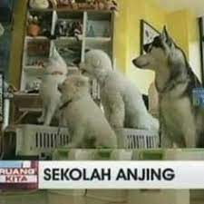 13 meme pelesetan kata receh banget ini konyolnya ampun dah. 57 Ide Anjing Anjing Meme Anjing Lelucon Lucu