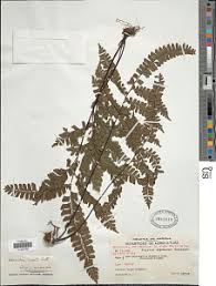 Image result for Adiantum vogelii