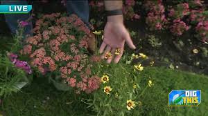 The main reason that butterflies and hummingbirds will consistently visit your garden is because of nectar. Dig This How To Attract Butterflies Hummingbirds Bees To Your Yard Plus Help The Environment Fox 8 Cleveland Wjw