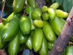 Sebut saja buah belimbing, yang ternyata kandungan zat besi, magnesium, fosfor, seng, dan juga kalsium yang ada di buah belimbing dapat. Khasiat Manfaat Belimbing Tunjuk Wuluh Www Detikriau Org
