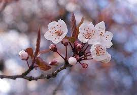 Prunus Mume Wikipedia Cherry Blossom Branch Beautiful Flowers Most Beautiful Flowers