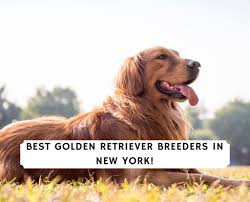 Genetic testing is also performed on each dog to help us make wise choices for the best pairings and to produce puppies with the best probability of excellent health. 5 Best Golden Retriever Breeders In New York 2021 We Love Doodles
