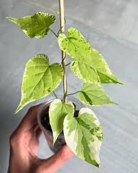 Image result for Telosma