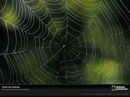 I can't find any documentation of that. Weekend Diversion Spider Webs On Drugs Scienceblogs