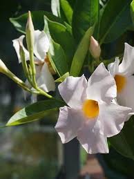 Wer absolut keinen platz hat, um die mandevilla im haus oder in der wohnung zu überwintern, ist mit einer. Dipladenia Gute Laune Fur Ihr Zuhause Westwing