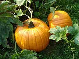 For heavy varieties create high beds and sow. Planting And Growing Pumpkins Pumpkin Types To Try Hgtv