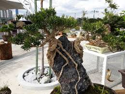 We can look to roots for guidance on how to treat plants, solve garden problems and roots create relationships with mycorrhizae (tiny fungi) and bacteria to help promote the overall health of the plant. Matured Bonsai Grow On A Rock With Exposed Roots Steemit