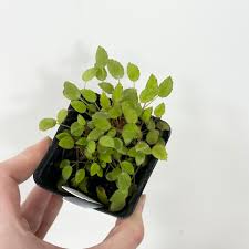 Image result for Begonia vankerckhovenii