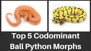 Top 5 Codominant Ball Python Morphs Of 2018 Benjamins Exotics