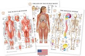 You can click the image to magnify if you cannot see clearly. Amazon Com Human Body Anatomy Laminated 3 Poster Set Includes Skeletal System Muscular System And Organs Of The Human Body Medical Charts Nursing Medical Student Gifts 13 X19 Professional Everything Else