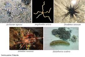 Maybe you would like to learn more about one of these? Hewan Echinodermata Itu Apa Sih Zenius Blog