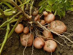 Maybe you would like to learn more about one of these? How To Plant Grow And Harvest Potatoes