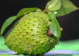 Bunganya bersifat hermaprodit dan mengeluarkan bau yang sederhana kuat, seakan bau isi buah durian belanda. Soursop Sirsak Durian Belanda Steemit