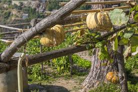 Maybe you would like to learn more about one of these? Growing Pumpkins In A Vertical Garden Happysprout