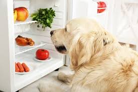 Aquí hay juegos de cocinar de todo: Atrevete A Cocinar Para Tu Perro My Animals Recetas De Comida Para Perros Recetas Para Perros Comida Para Perros