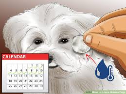 Dog Grooming Hair Length Chart Luxury Things Your Dog