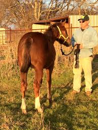 Live odds, betting, horse bios, travel info, tickets, news, and updates from churchill downs race track. Texas Oklahoma Louisiana Horses Facebook