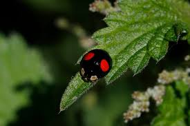 If its less than 5 mm in length, it is definitely not a harlequin ladybird.; Harlequin Ladybird Natural History Society Of Northumbria