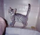 Egyptian Mau Kittens For Sale by Reputable Breeders ...