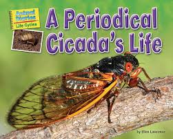 Sir david attenborough outlines the amazing life cycle of the humble cicada. A Periodical Cicada S Life Animal Diaries Life Cycles Lawrence Ellen 9781642807394 Amazon Com Books