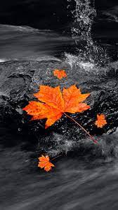 Autumn Wallpaper Black And White Mywallpapers Site Color Splash Photo Splash Photography Color Splash Photography