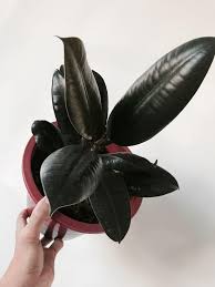 The pará rubber tree (hevea brasiliensis) is best known for being the plant from which rubber (latex) is harvested. Rubber Tree Black Prince With Free Clay Pot Pebbles And Garden Soil Rare Plant Established On Pot And 4 Stocks Only Lazada Ph