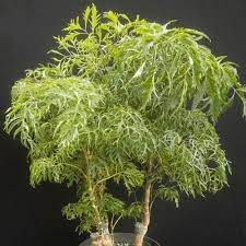 If you plan to use them indoors, you may want to account for this if you have an outdoor aralia plant, you'll want to take care to remove suckers on a somewhat. Aralia Houseplants At City Floral Garden Center