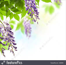 Pngtree offers green leaf flower png and vector images, as well as transparant background green leaf flower clipart images and psd files. Flowers Fresh Wisteria Green Leaves White Background Border Stock Image I3209050 At Featurepics