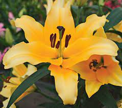 Lilium Corcovado White Flower Farm Lilium Lily