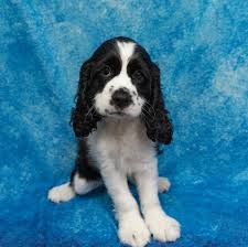 Find cocker spaniels for sale on oodle classifieds. Cocker Spaniel Puppies Petland Pensacola