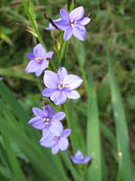 Image result for Aristea