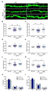 Under alert level 5, health officials are asking everyone to stay home as much as possible, except to collect essential items, such as groceries and medications. Ijms Free Full Text Sak3 Administration Improves Spine Abnormalities And Cognitive Deficits In Appnl G F Nl G F Knock In Mice By Increasing Proteasome Activity Through Camkii Rpt6 Signaling Html