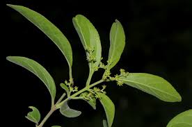 Image result for Hippocratea