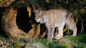 Pe o lista de prioritati, numita lista rosie, sunt consemnate peste 25.000 de specii din intreaga lume. Ce Animale Din Romania Sunt Pe Cale De DispariÈie 11 Specii AmeninÈate