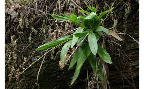 Image result for Polystachya bennettiana