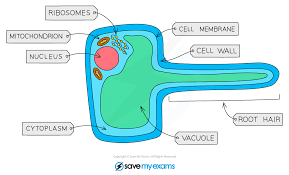 These cells undergo specialization in order to perform all pluripotent cells (cells that are capable of differentiating into other cells) undergo a process of differentiation to form specialized cells that are. Specialised Cells Cie Igcse Biology Revision Notes