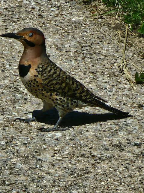 Which pecker am I? : r/birding
