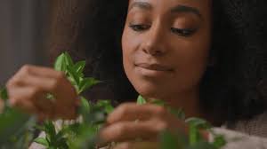 6,710 Plant Green Vase Stock Video Footage