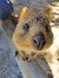 Perth To Darwin Itinerary Cute Animals Cute Funny Animals Like Animals