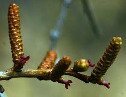 Image result for Spirostachys