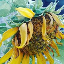 Ukraina mempunyai bunga nasional yang elok nan indah. Helianthusannus Instagram Posts Photos And Videos Picuki Com
