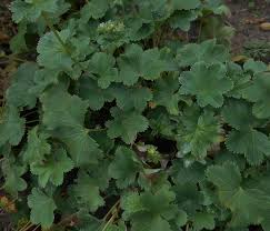 Image result for Alchemilla ellenbeckii